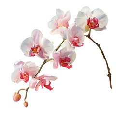 Fototapeta premium Detailed Orchid Branch Clipart for Digital Scrapbooking and DIY