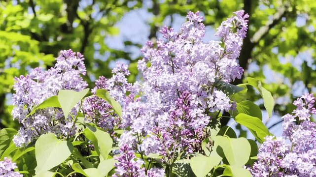 Close view of purple lilac blossoms with green leaves swaying softly in sunlight. Relaxing spring floral background footage for wallpaper and screensaver in 4K Dolby Vision