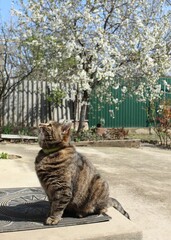 Obraz premium cat in the park