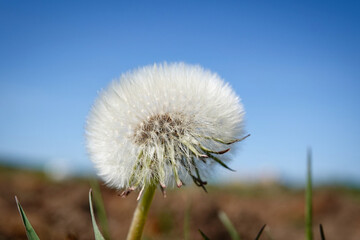 Eine Pusteblume (Taraxacum) vor blauem Himmel in Nahansicht © joerghartmannphoto