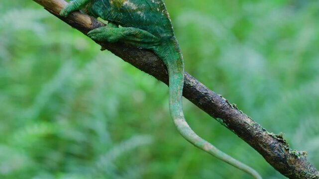 A beautiful Common Chameleon (Chamaeleonidae) of Madagascar rainforest sliding over a stem.