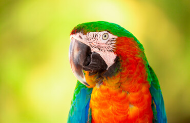Fototapeta premium A close-up of a macaw. The multi-colored parrot sits on a perch. The background is blurred, which emphasizes the bird's bright colors.