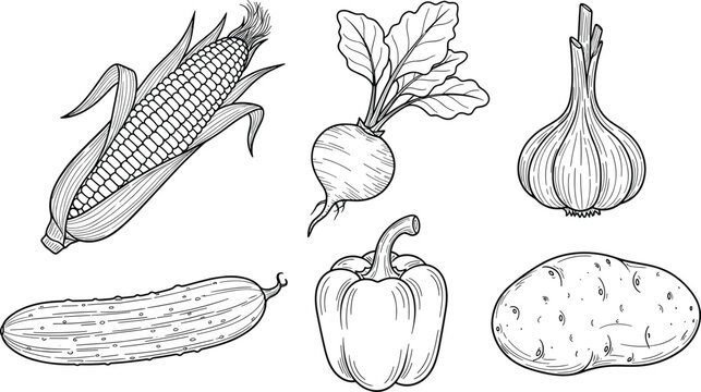 Vegetable engraving vector set. Corn, potato, garlic, pepper and radish sketch collection. Hand drawn vintage food illustration in monochrome style for menu and packaging design.
