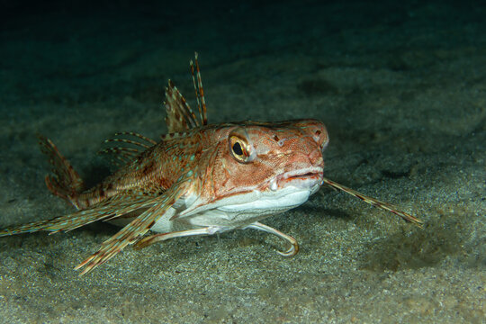 Ocean Glider: A Flying Gurnard (Dactylopterus volitans) displaying its unique head shape on the sandy seabed, Spain