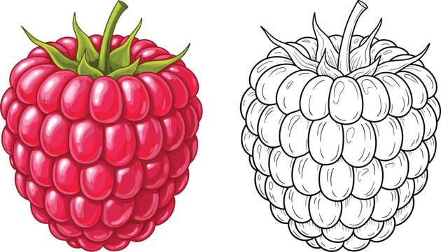 Ripe Raspberry with Color and Sketch Version in Vector Illustration"