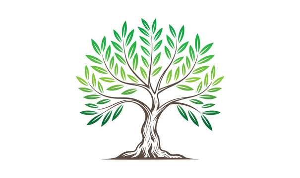 Olive Tree with Roots Vector | Green Leaf Botanical Illustration | Isolated Nature Clipart