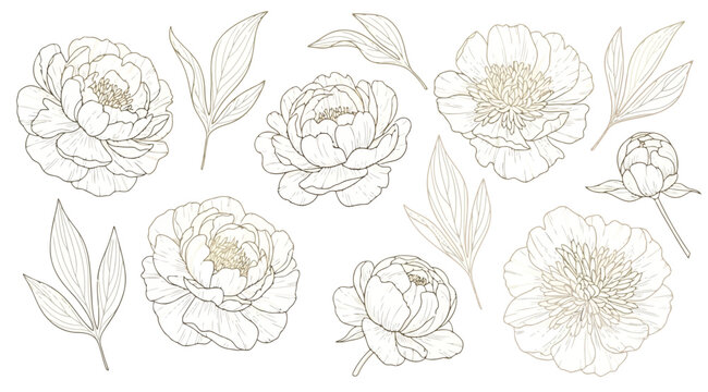 Peony flowers and leaves set
