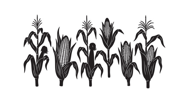 Set of corn stalks and ears with leaves and tassels in silhouette style for agricultural harvest and farming design.
