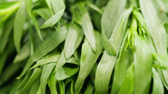 Tarragon leaves, bunch of tarragon on kitchen chef cooking dinner, middle eastern greens close up, macro. 