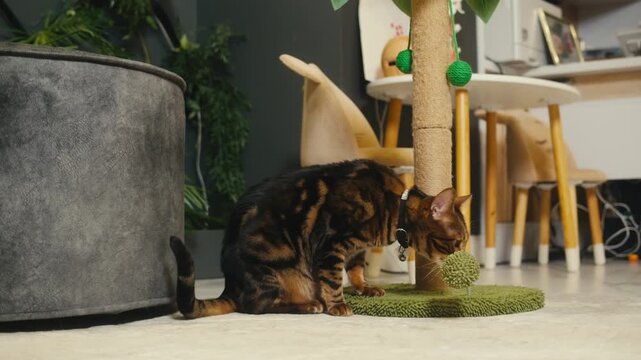 Cat shelter, home for pets, Adoption center, rescue for the animals, woman is distributing food to a group of cats in a shelter