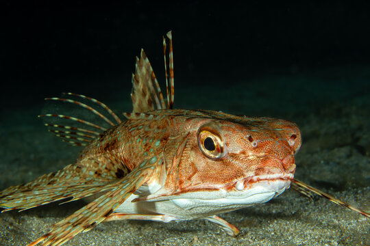 Bright‑Eye Sentinel &ndash; Dactylopterus volitans on Sandy Bottom