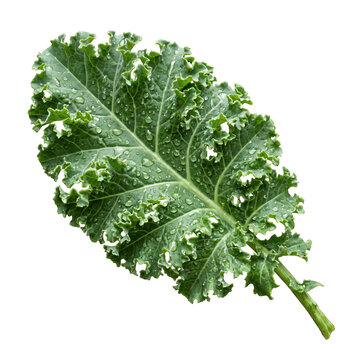 Vibrant fresh green kale leaf with water droplets isolated on isolated background, highlighting healthy eating