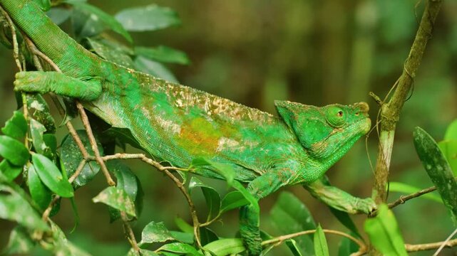 A beautiful footage of a Madagascar Chameleon.