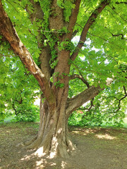 Obraz premium The trunk and bright green foliage of a huge horse chestnut tree (Aesculus), photographed from underneath.