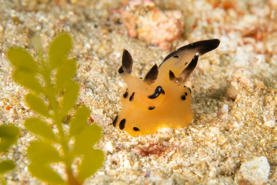 Thecacera pacifica nudibranch crawling on coral reef in Komodo National Park Indonesia