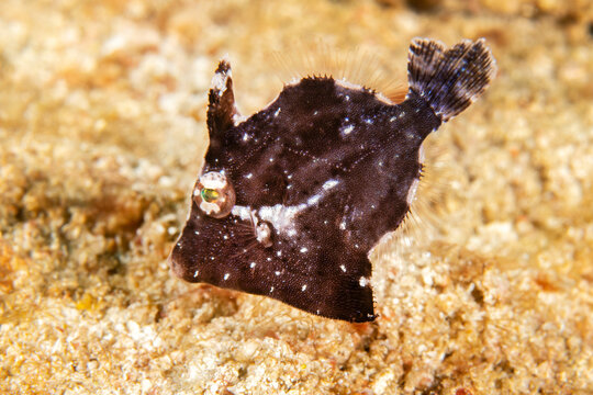 Bristle-tail filefish camouflaged on coral reef in Komodo Indonesia