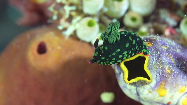 Komodo Indonesia Green Nudibranch Macro Underwater Video Clip 21 Seconds 4k 60fps