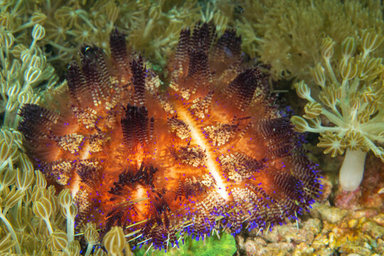Variegated sea urchin (Asthenosoma varium) among fire coral in Komodo Indonesia