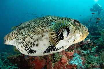 Arothron mappa side view with distant schools of fish in blue Komodo waters © Krzysztof Bargiel