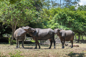 Fototapeta premium Water buffalos (Bubalus bubalis) standing in savanna landscape Komodo National Park Indonesia