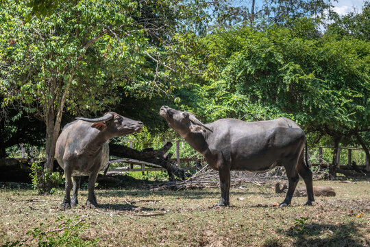Water buffalo (Bubalus bubalis) grazing in dry grassland Komodo Island Indonesia