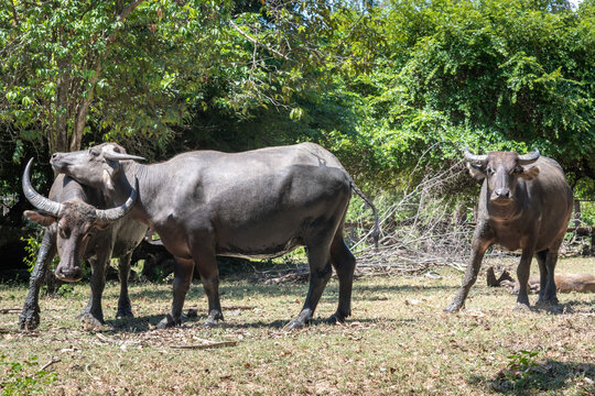 Group of water buffalo (Bubalus bubalis) in savanna habitat Komodo National Park Indonesia