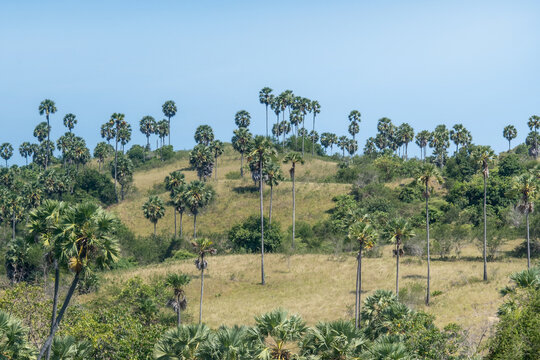 Tropical savanna and trees in Loh Buaya Komodo National Park Indonesia