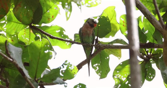 Red-breasted parakeet Psittacula alexandri sitting on thin branch among green leaves, tropical bird watching in natural habitat.