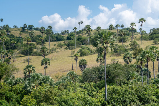 Savanna landscape with palm trees in Loh Buaya Komodo National Park Indonesia