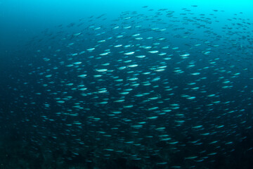 Obraz premium School of Neon Fusilier fish swimming above reef in Komodo National Park, Indonesia