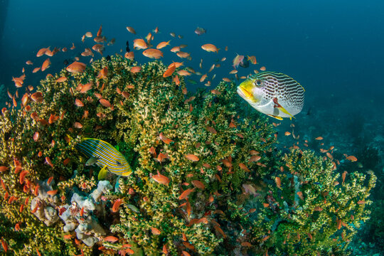 Oriental sweetlips (Plectorhinchus orientalis) over coral reef with lyretail anthias at Batu Bolong Komodo Indonesia