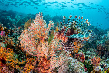 Lionfish (Pterois sp.) near sea fans with schooling fish over coral reef in Komodo Indonesia © Krzysztof Bargiel