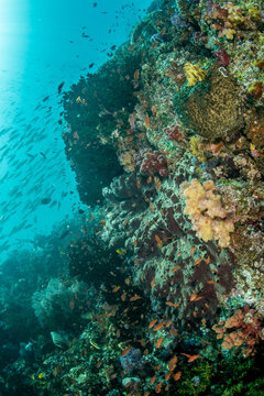Diverse Komodo coral reef with schooling fish in blue water and lyretail anthias near the reef structure