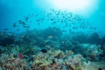 Obraz premium Thousands of chromis fish above coral reef in Komodo with sunlight background, split strobe and ambient lighting underwater