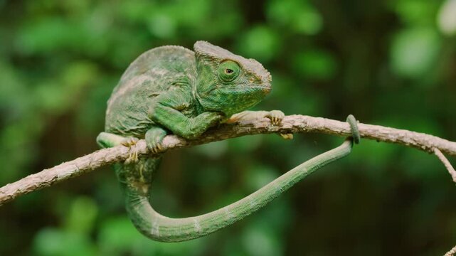 Portrait of a Parson's Chameleon (Calumma parsonii) sticking to a branch of a tree in green background. Madagascar Tropical rainforest.