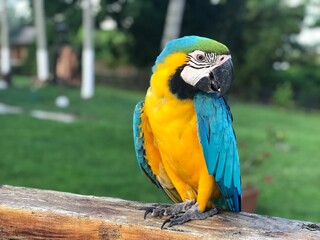 blue and yellow macaw © May