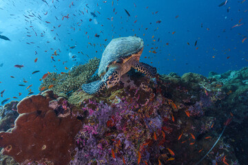 coral reef with turtle © Evgenios