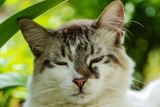 Gros plan sur un chat aux yeux bleus