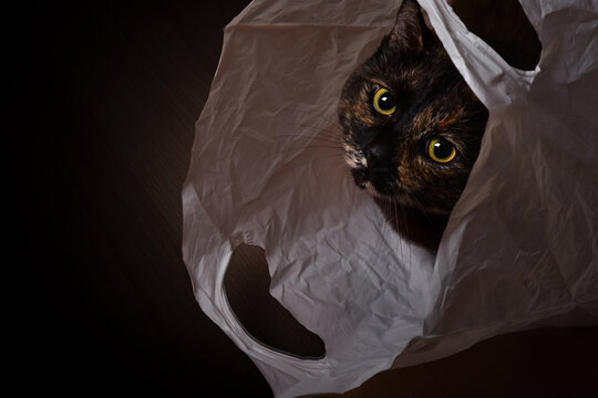 Playful domestic cat with big eyes hiding in a plastic bag