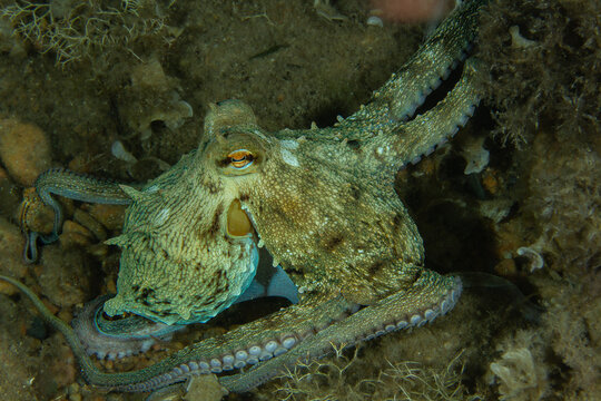 Stone‑Shade Drifter &ndash; Octopus Blending into Algae‑Covered Reef