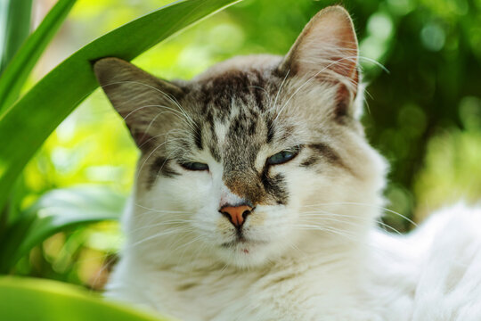 Gros plan sur un chat aux yeux bleus