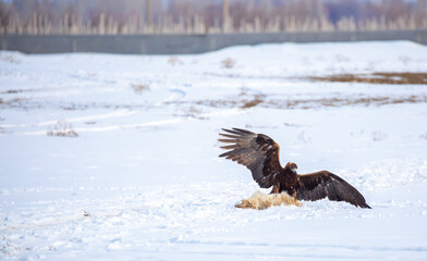 Fototapeta premium A large eagle caught a fox against a backdrop of snow. A bird of prey hunts its prey. A golden eagle sits in the snow, clinging to its prey. Falconry. A national tradition of Asia. Berkutchi,
