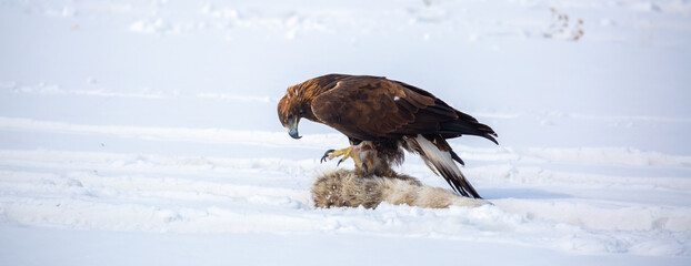 Fototapeta premium A large eagle caught a fox against a backdrop of snow. A bird of prey hunts its prey. A golden eagle sits in the snow, clinging to its prey. Falconry. A national tradition of Asia. Berkutchi,