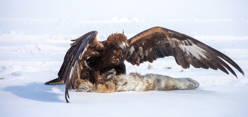 Fototapeta premium A large eagle caught a fox against a backdrop of snow. A bird of prey hunts its prey. A golden eagle sits in the snow, clinging to its prey. Falconry. A national tradition of Asia. Berkutchi,