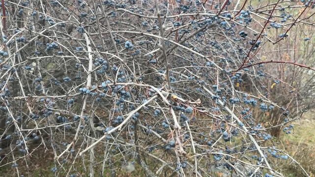 Dry bush branches with small dark berries outdoors, natural plant detail in woodland environment