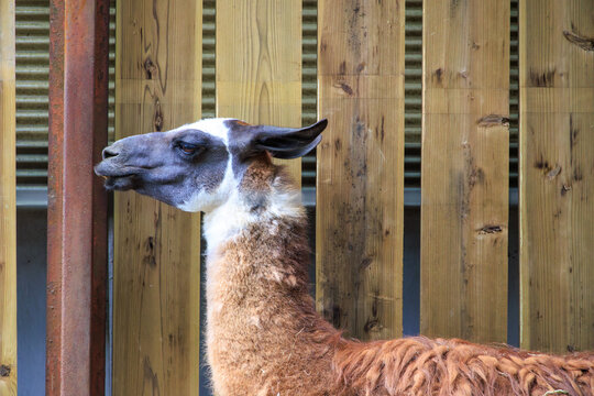 動物園のラマ