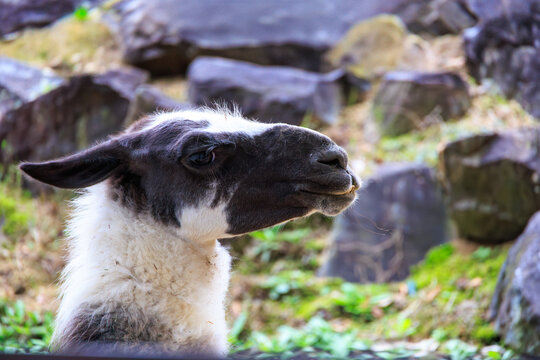 動物園のラマ