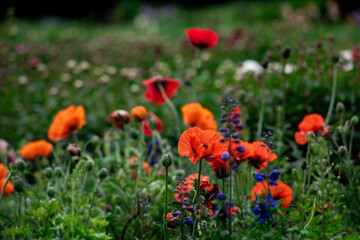 Obraz premium Nice popper flowers on field at sunny summer day