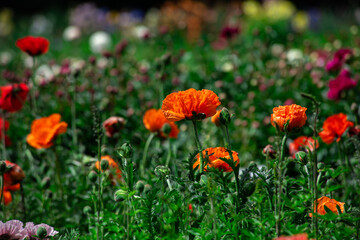 Fototapeta premium Nice popper flowers on field at sunny summer day