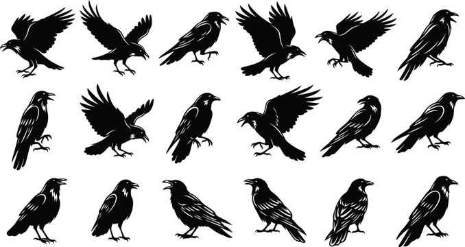 A collection of detailed black silhouette illustrations of crows in various dynamic poses